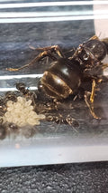 Lasius niger Gyne mit 5-10 Arbeiterinnen