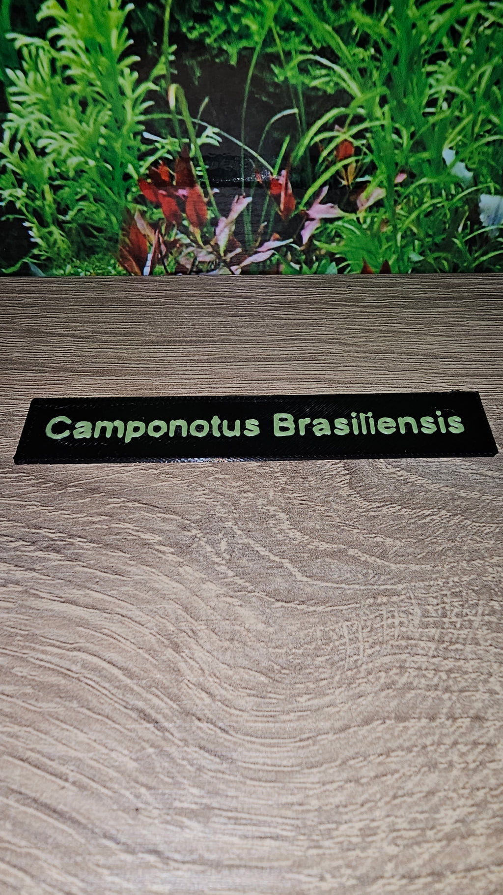 Namensschilder Ameisen