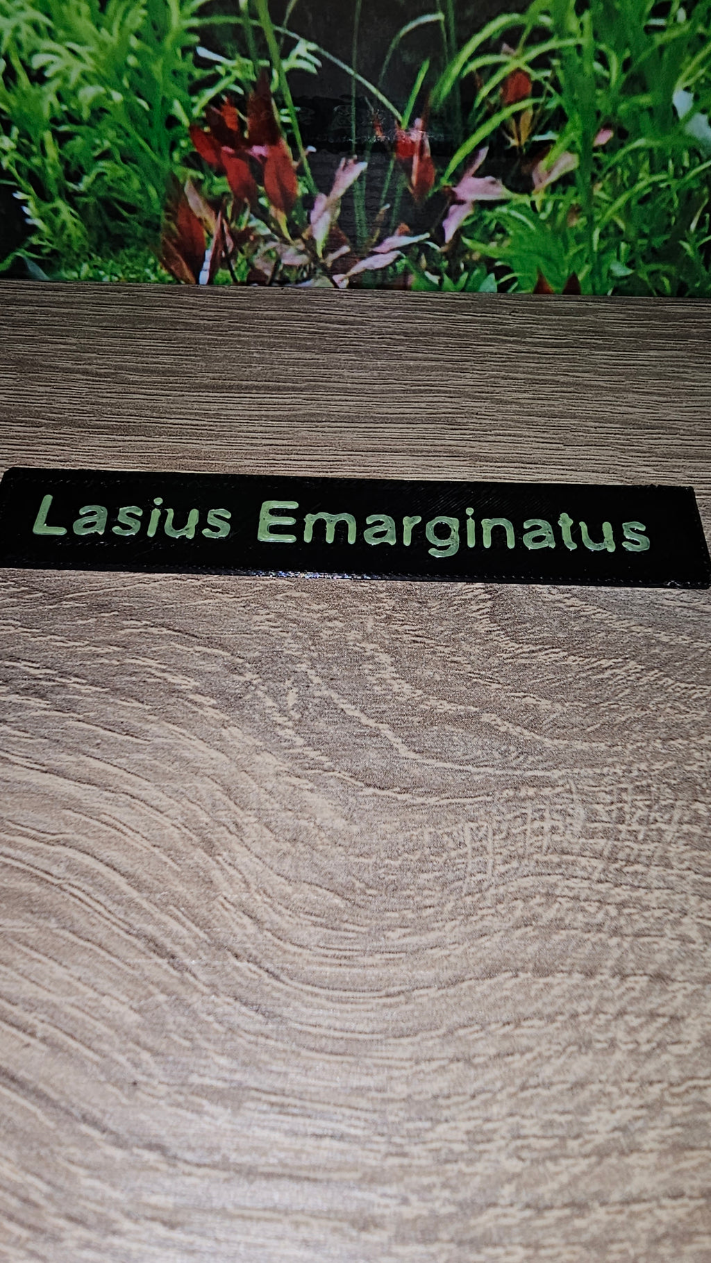 Namensschilder Ameisen