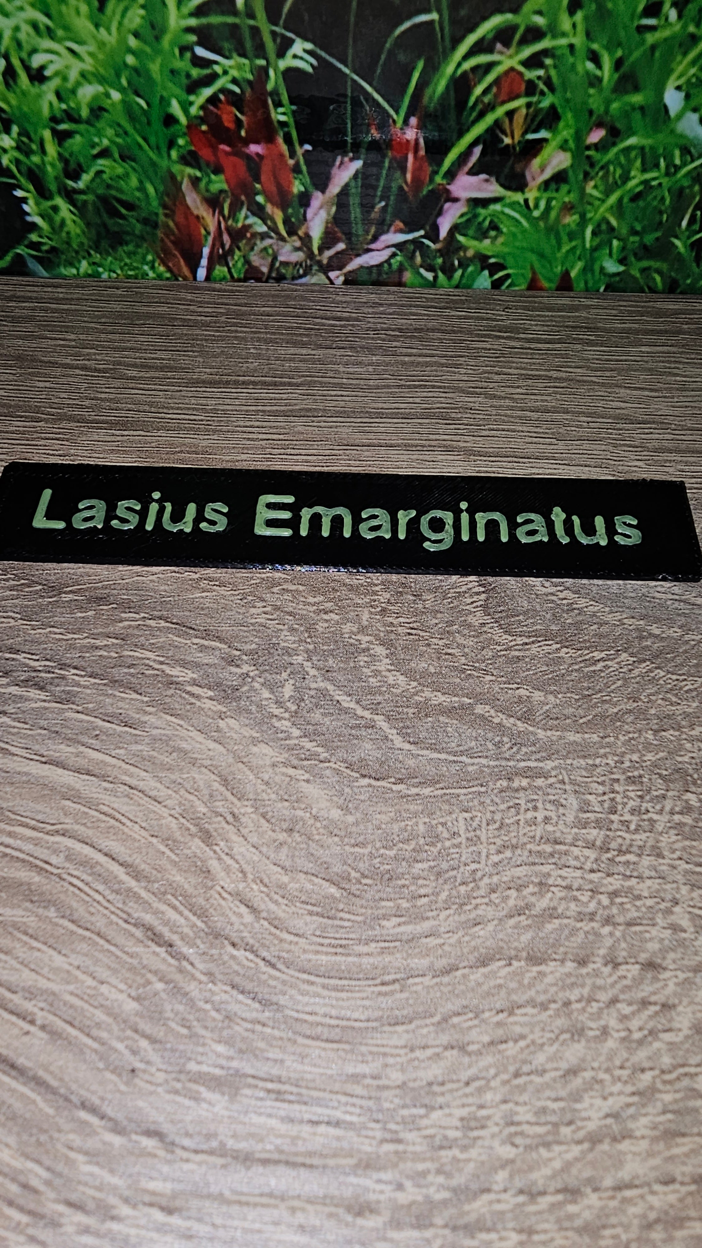 Namensschilder Ameisen