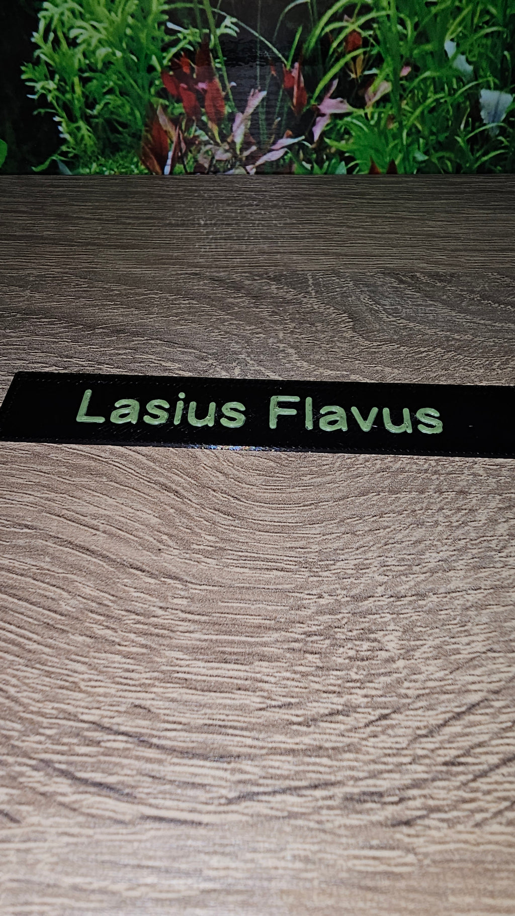 Namensschilder Ameisen