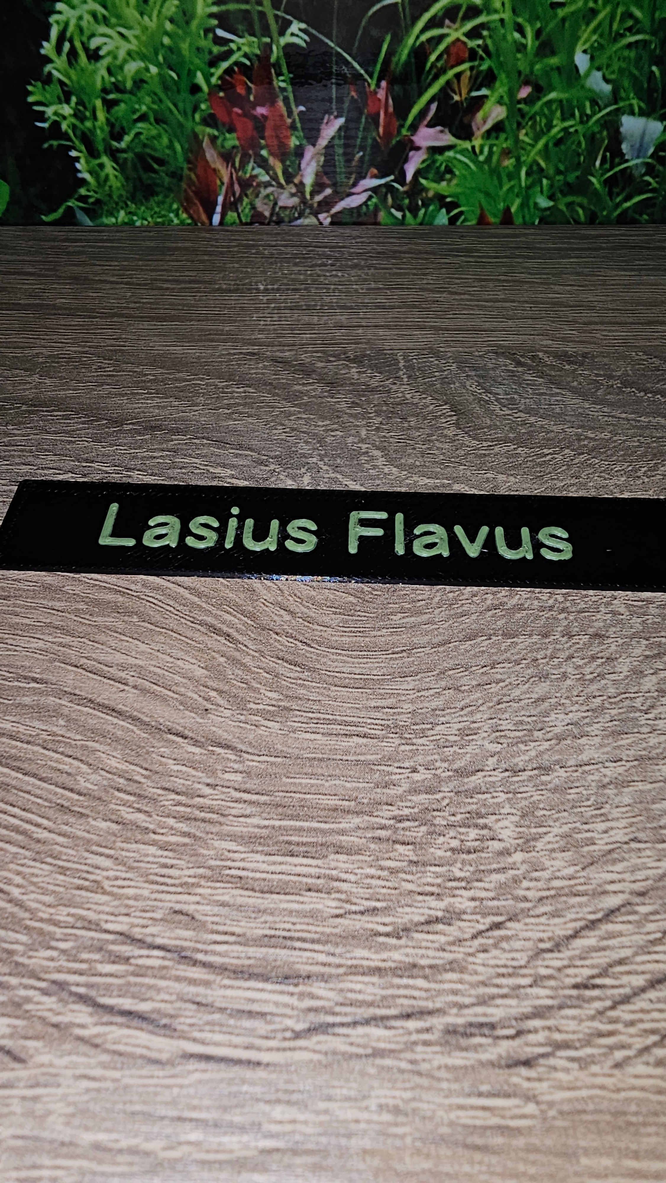 Namensschilder Ameisen