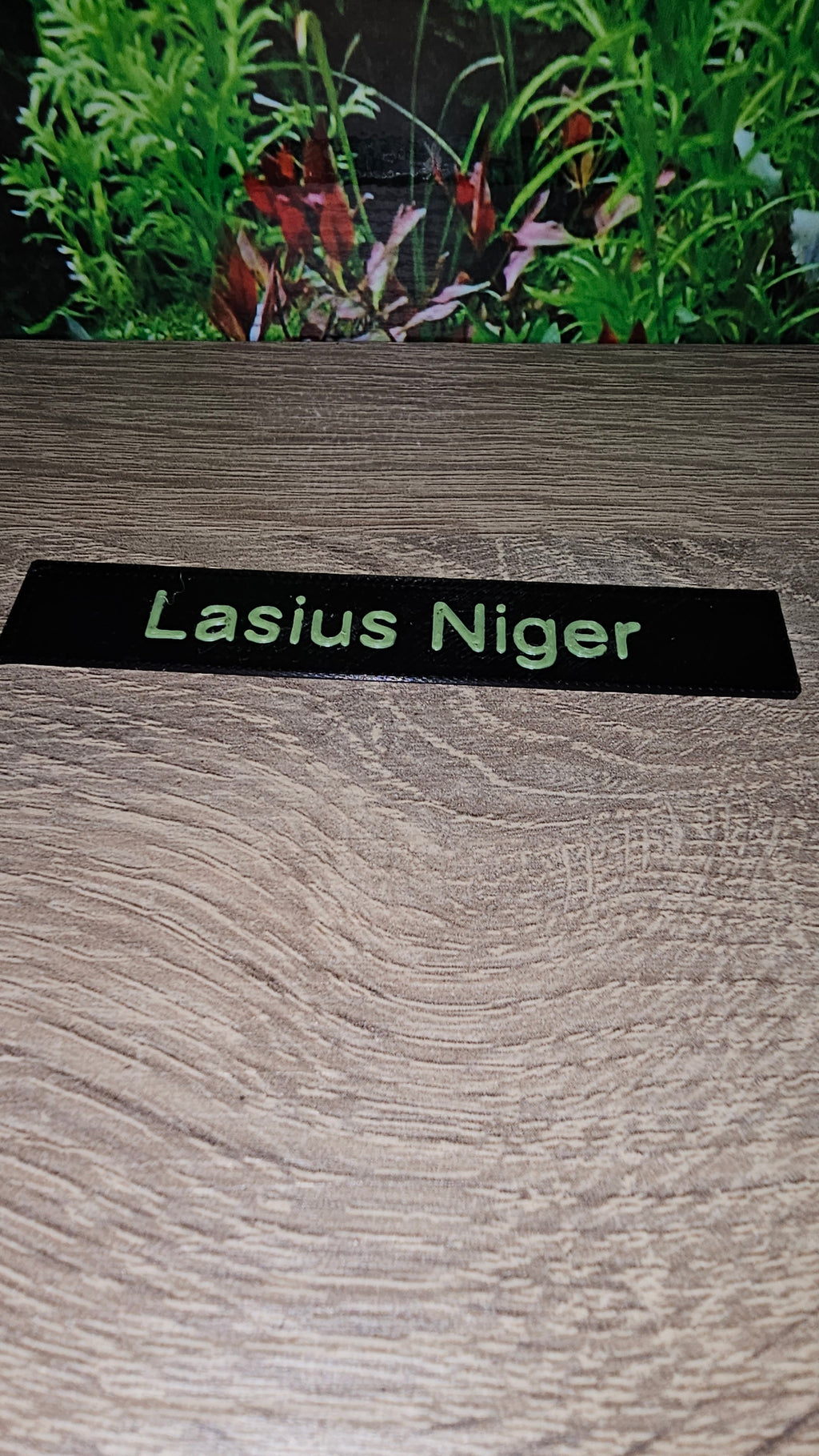 Namensschilder Ameisen