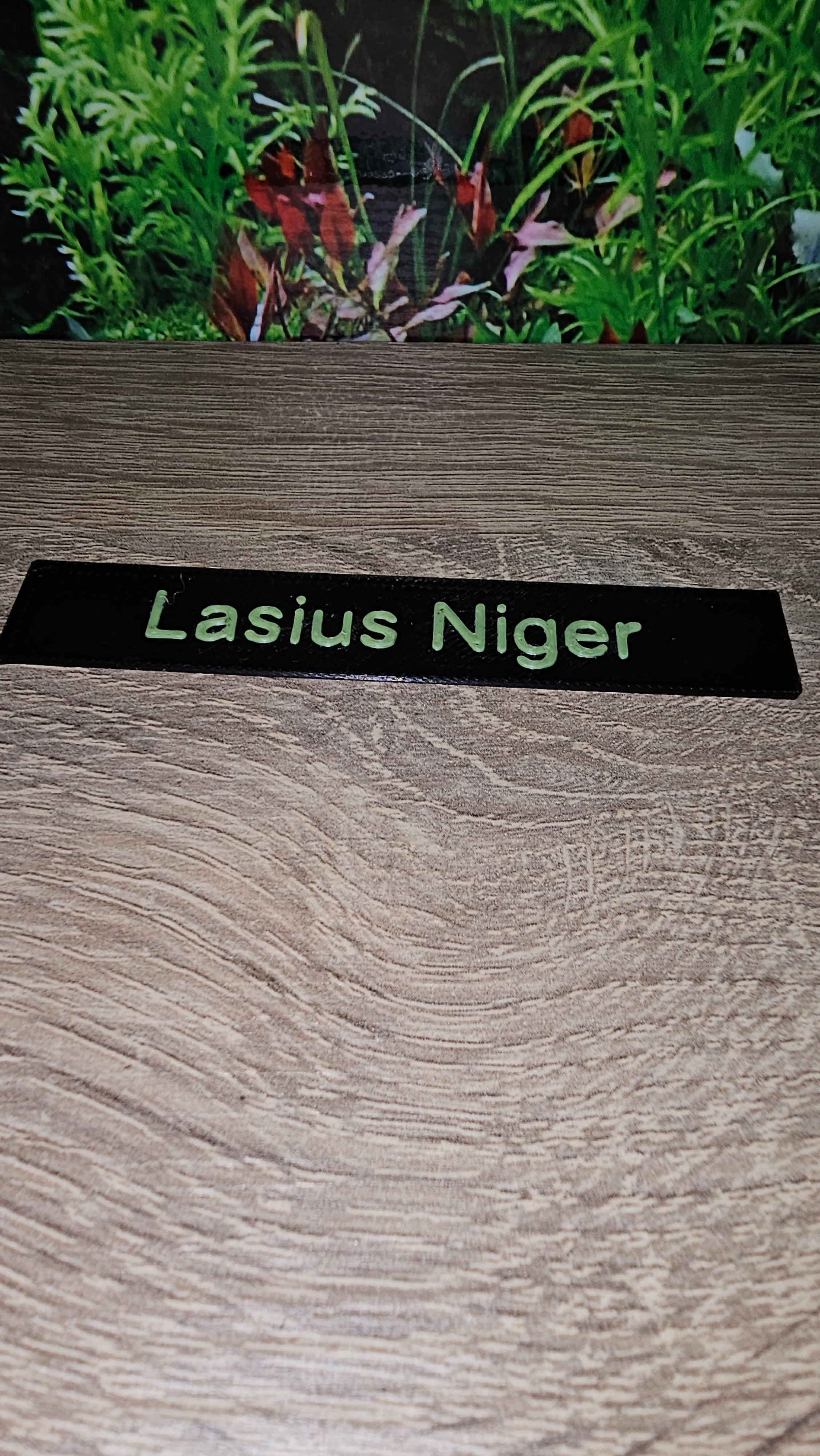 Namensschilder Ameisen