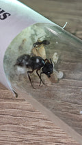 Camponotus brasiliensis Gyne mit 1-5 Arbeiterinnen