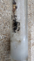 Messor barbarus Gyne mit 4-10 W