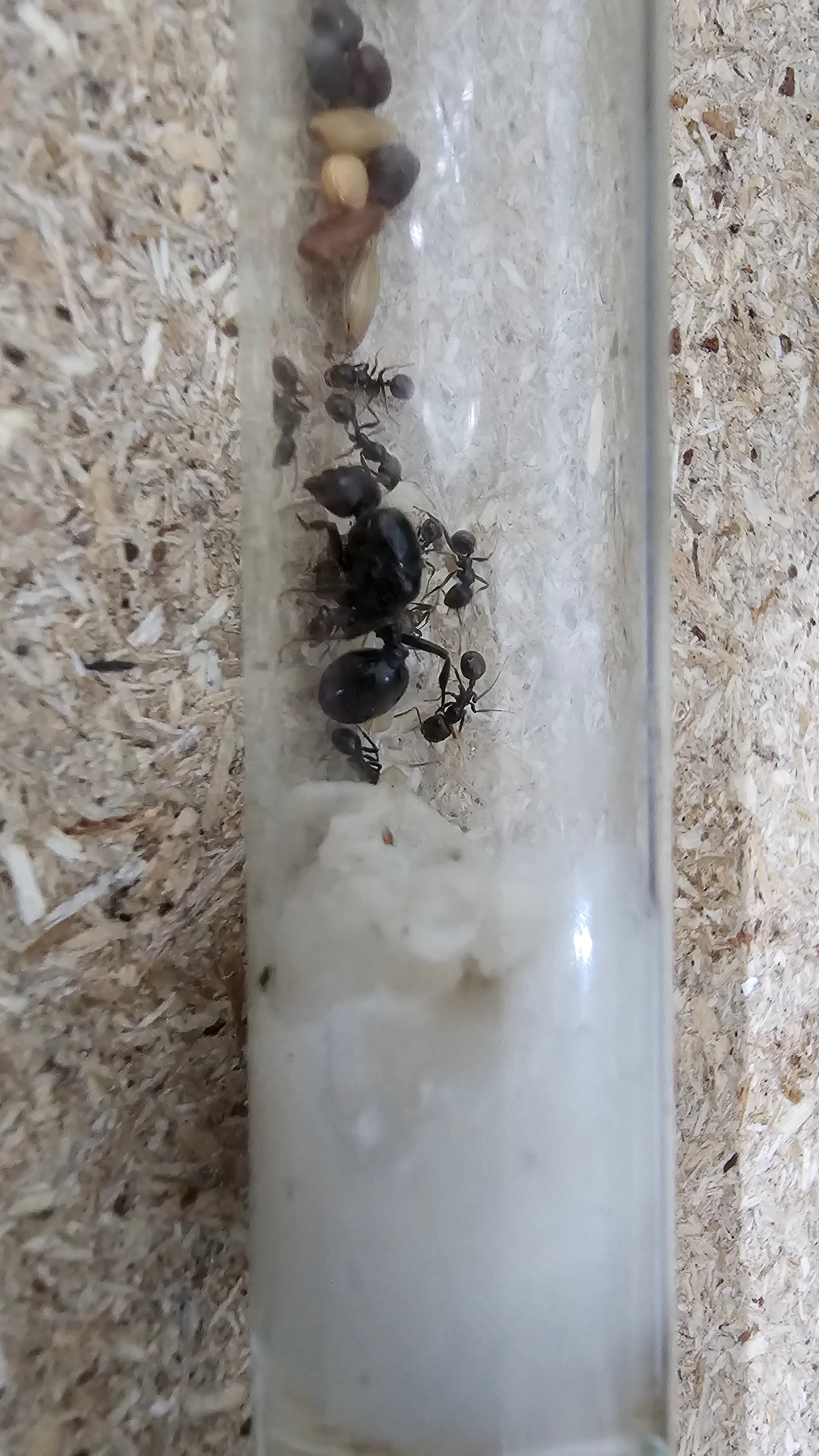 Messor barbarus Gyne mit 4-10 W