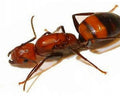 Camponotus nicobarensis, 1 Königin, 0 Arbeiter
