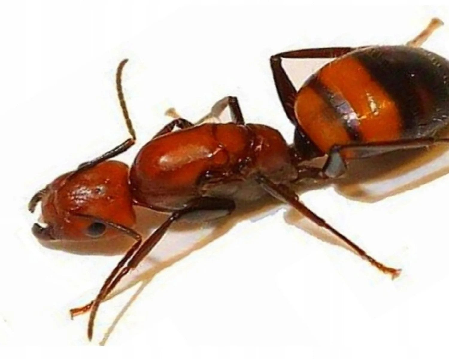 Camponotus nicobarensis, 1 Königin, 0 Arbeiter
