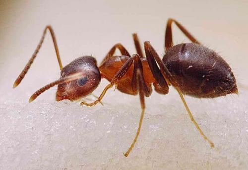 Lasius emarginatus, Gyne mit 1-10 arbeiterinnen